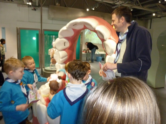 The beaver scouts are working with a giant model of the inside of the mouth.